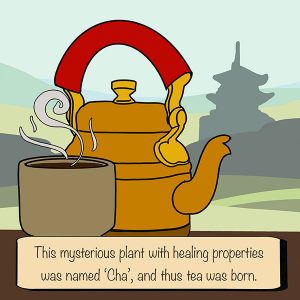 The-origin-of-tea