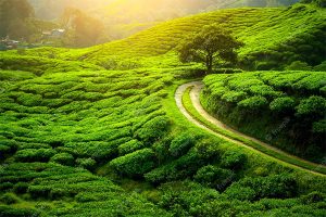 rare-Darjeeling-long-leaf-tea-crafted