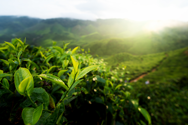 organic-vs-conventional-tea-farming