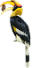 Hornbill